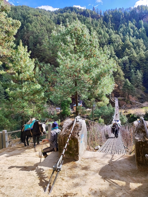       Pack animals crossing a suspension bridge in a forested area.
  