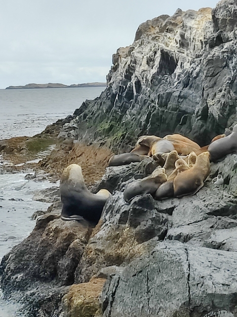 Sea lions resting on a rocky shore.