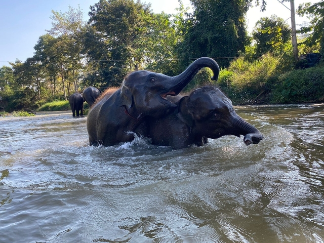 Elephants playing in a river.