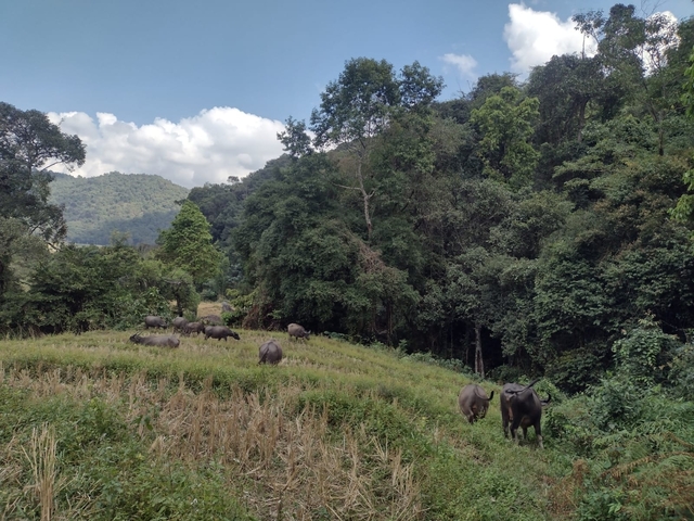Buffaloes grazing in a lush field with forested hills in the background.