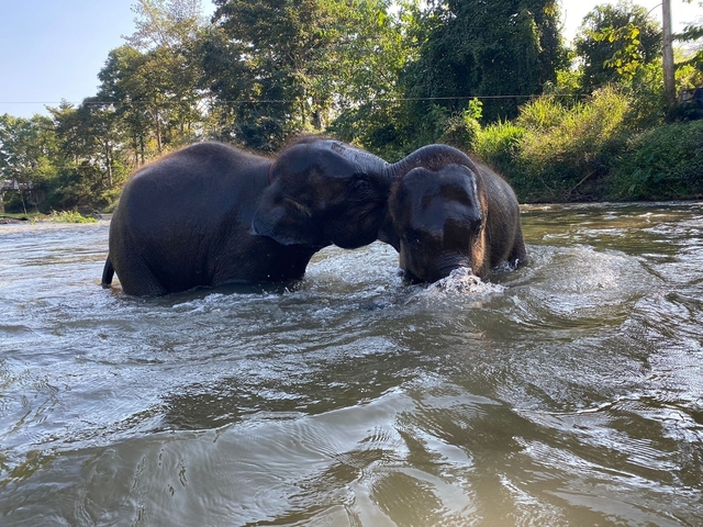 Two elephants engaging in water play.