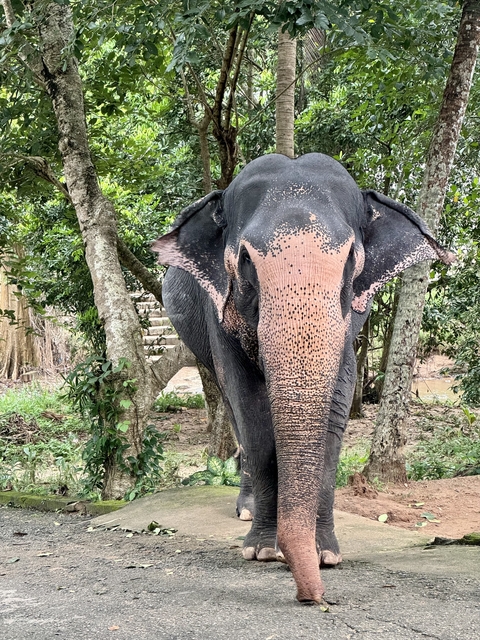       Close-up of an elephant's face.
  