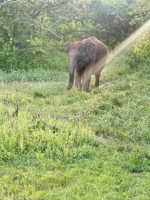       Elephant walking through a grassy area.
  