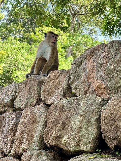       Monkey sitting on rocks.
  