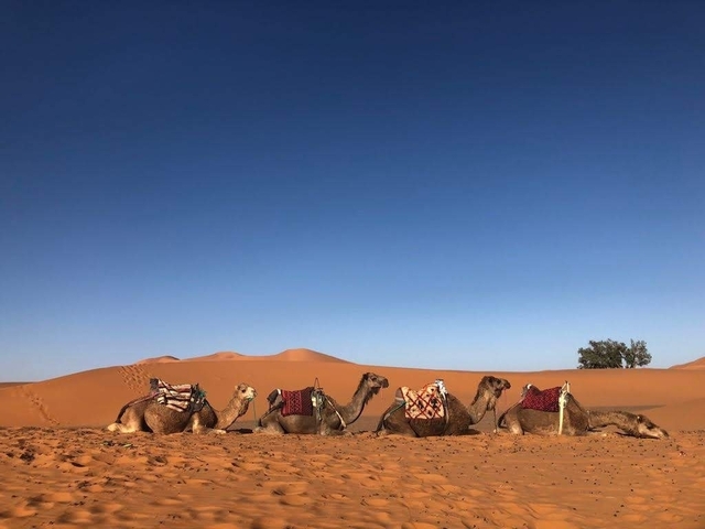 Camels resting in the desert with blue sky.
