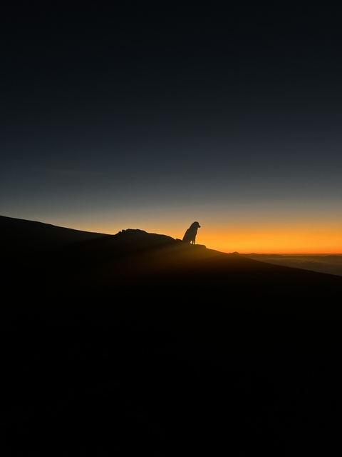 Silhouette of a dog on a hill against a vibrant sunset.