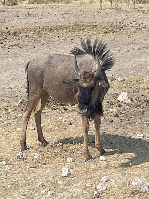 Close-up of a wildebeest standing on dry ground.