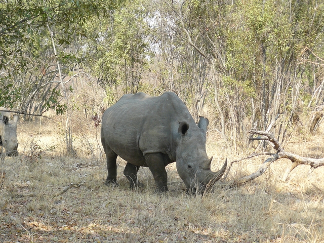 Rhinoceros grazing in a woodland area.