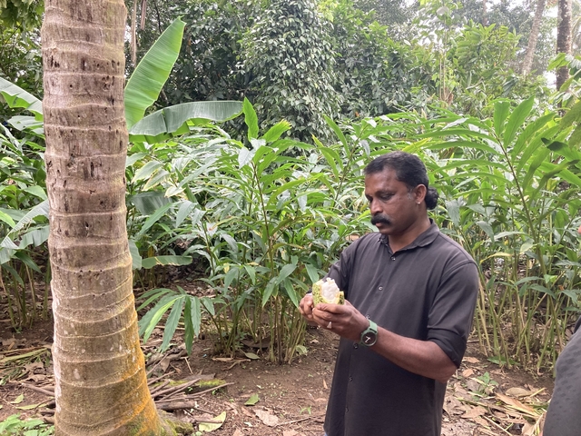 Person showing a fruit from a spice plantation.
