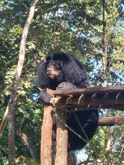       Black bear sitting on a wooden platform.
  