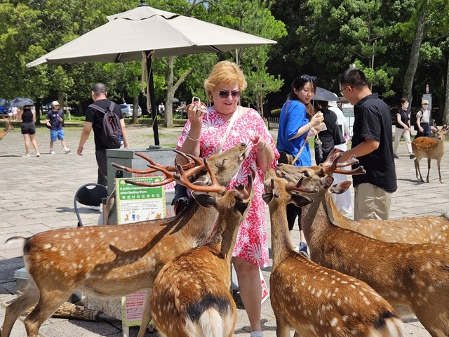       A woman feeding several deer in an open area.
  