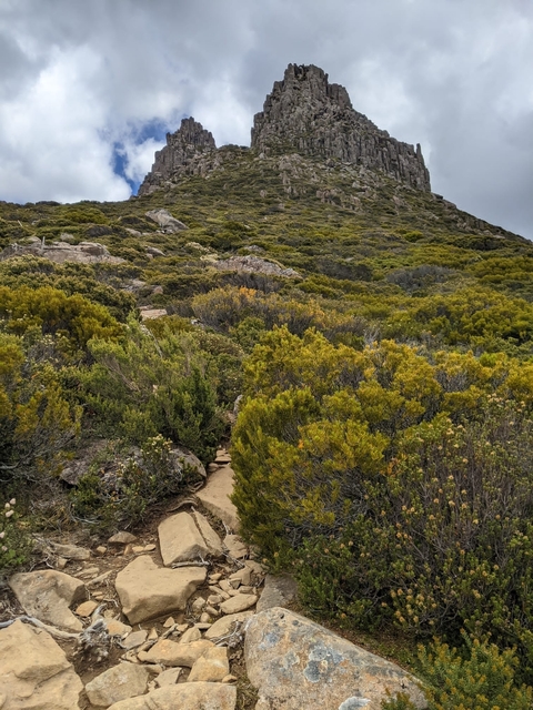 Dense vegetation on a hillside trail.