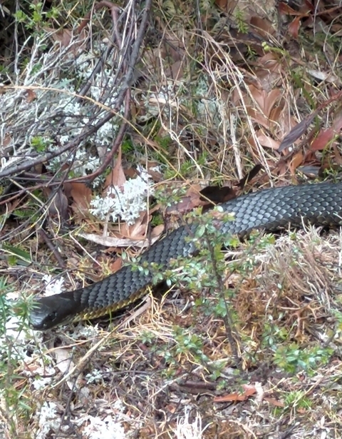 Klantbeoordelingsfoto van Wandeltocht op de Cradle Mountain Overland Track 