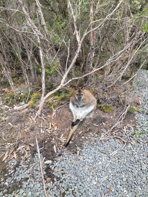      A small wallaby sitting on the ground surrounded by shrubs.
  