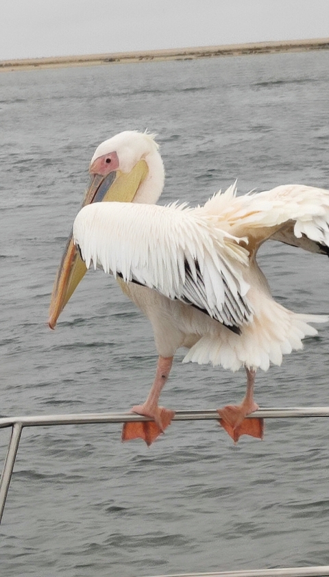       Close-up of a pelican near the water.
  