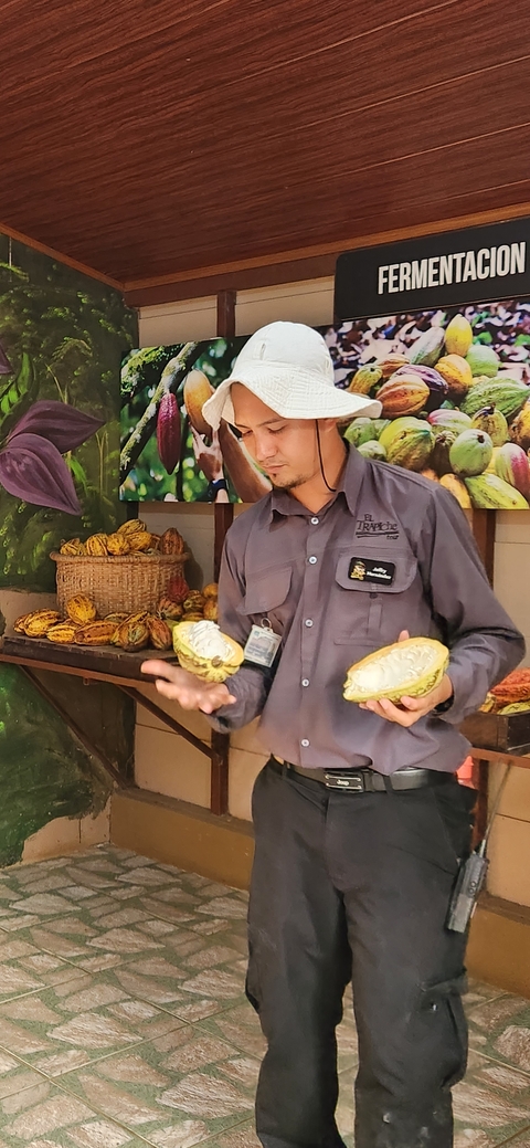 Man handling tropical fruits inside a display area.