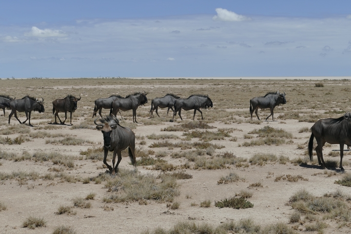       Herd of wildebeest on dry savannah.
  