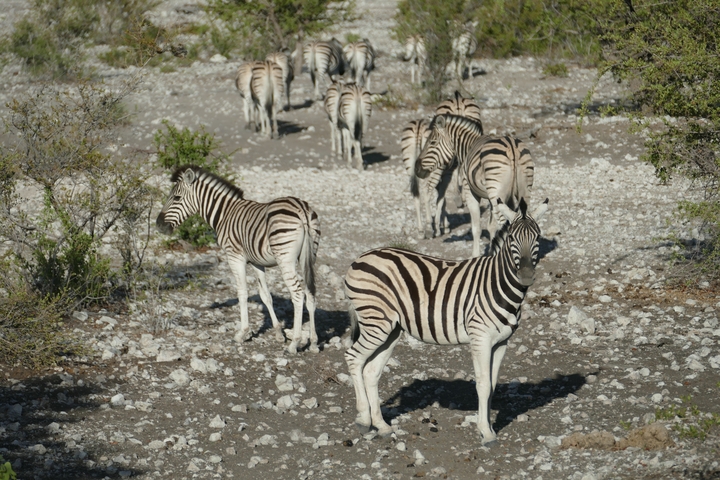       Group of zebras on rocky terrain with bushes nearby.
  