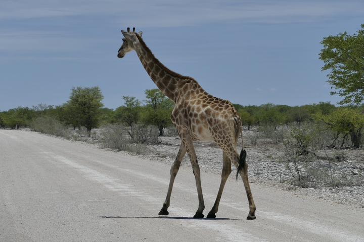 Giraffe crossing a dirt road in a savannah landscape.