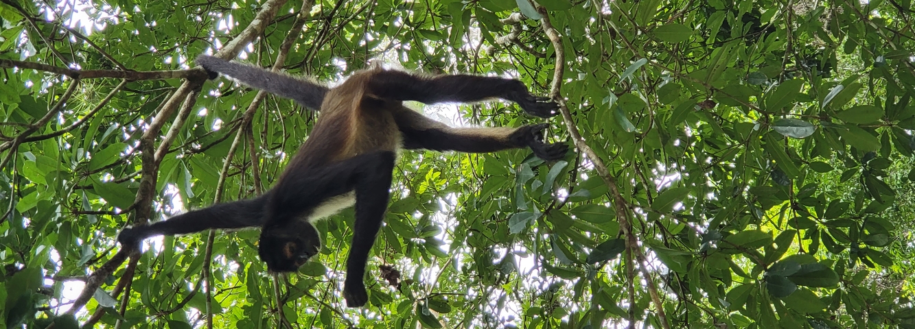 Monkey swinging from a tree branch in a forest.