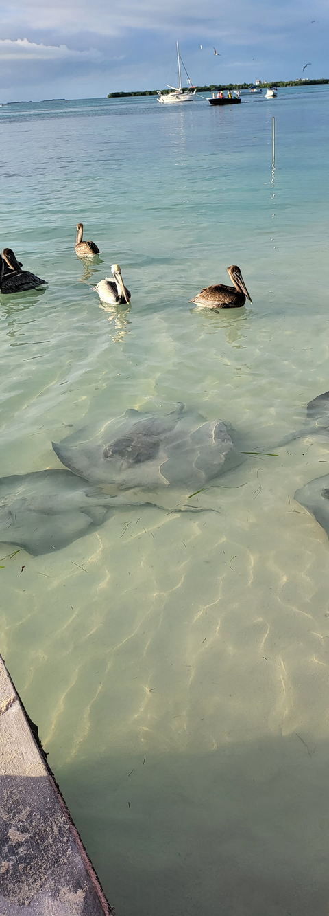       A stingray swimming in clear shallow water.
  