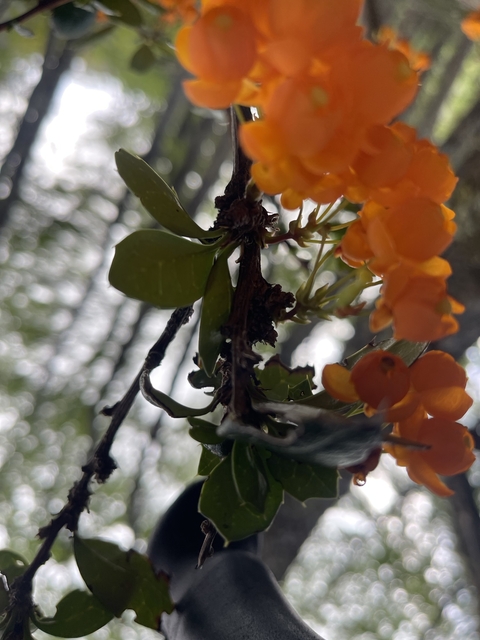       Blurry close-up of orange flowers.
  