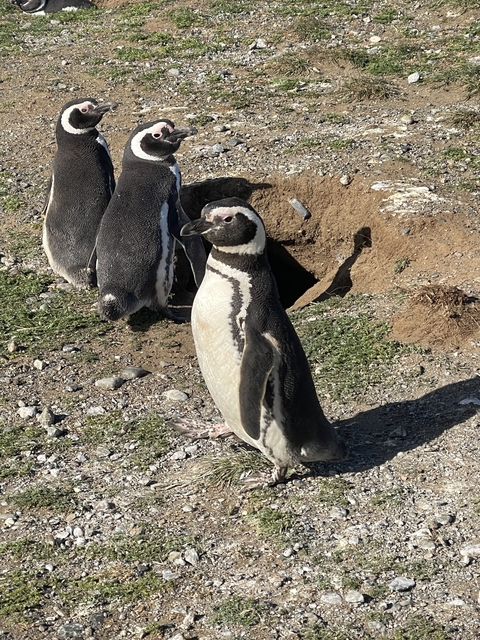       Penguin standing on rocky ground with others nearby.
  