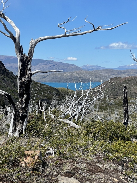       Landscape with dead trees in foreground, mountainous background and a blue lake.
  