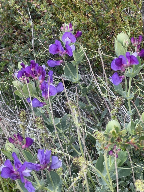       Close-up of purple flowers.
  