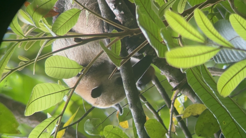       A sloth hanging upside-down in a tree.
  
