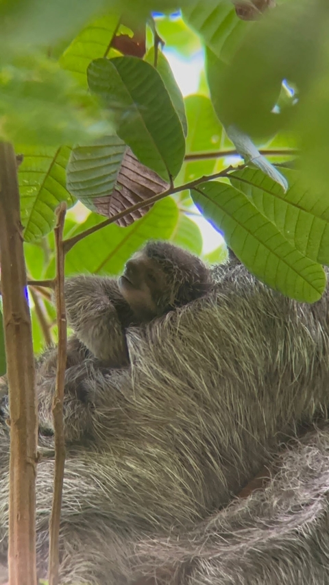       A sloth resting in a tree amidst lush leaves.
  