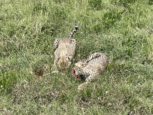 Two cheetahs feeding in a grassy area.
