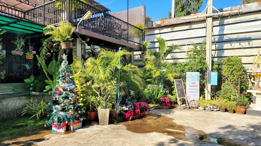       Outdoor garden area with plants and a small Christmas tree.
  