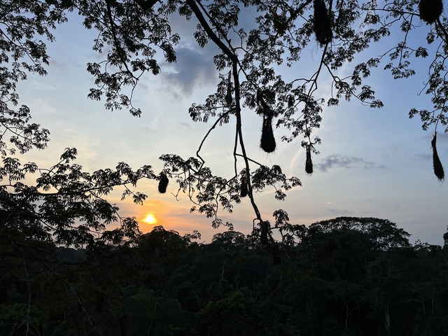       Sunrise or sunset through silhouetted tree branches.
  