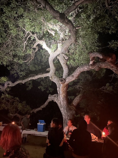 Tree branch at night with spotlight.