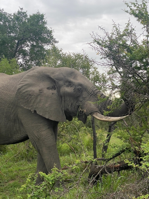 Close-up of an elephant eating from a tree branch.