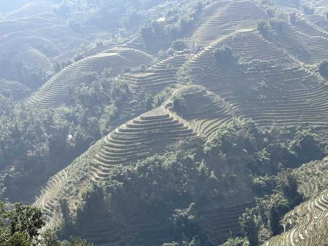       Terraced rice fields on a hillside.
  
