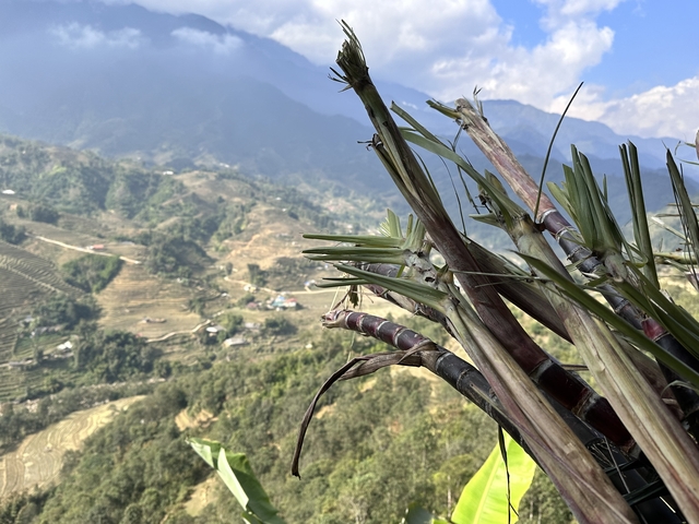 Close-up of sugarcane against a mountain backdrop.