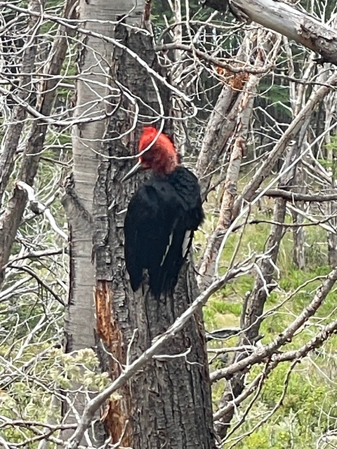       Photo d'avis client sur La Patagonie épique 
  