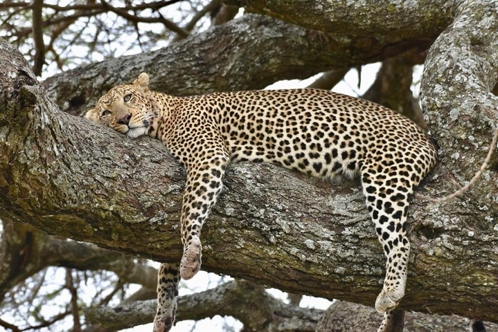 Leopard resting on a tree branch.