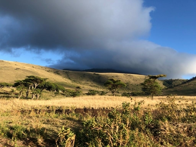Savanna landscape with cloudy skies.