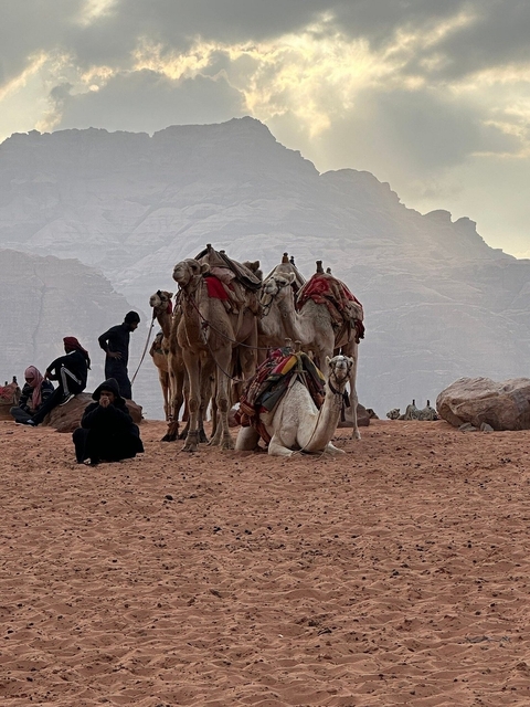 Group of camels with people in the desert landscape.