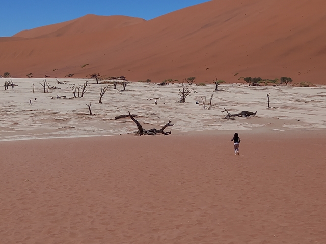 Person walking towards a dead forest on a dry desert lake bed.