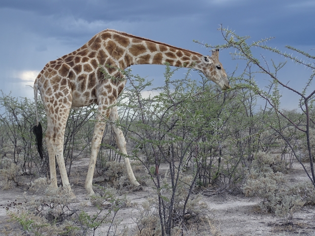 A giraffe feeding from a bush in a savanna.