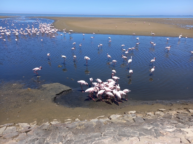 A flock of flamingos standing in a water body.