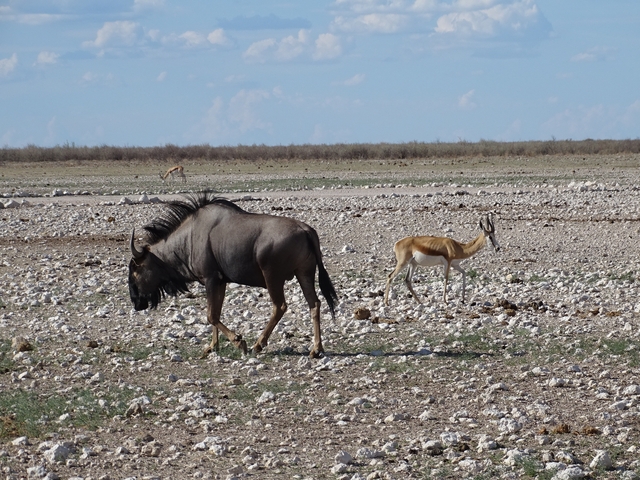 A wildebeest and an antelope on a rocky plain.