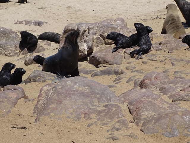 Seals resting on rocks in a coastal area.