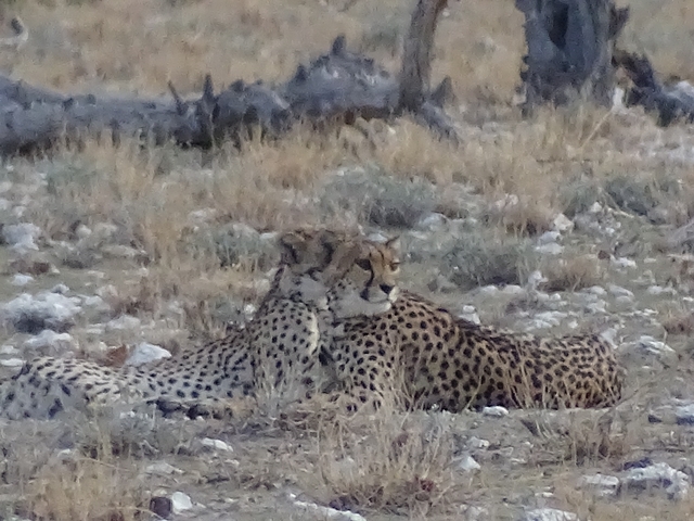 Cheetahs resting in a grassy area.