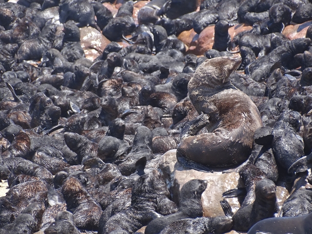 Seals densely packed on a rocky shore.