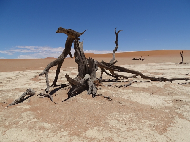Dead tree in a dry desert landscape with blue sky.